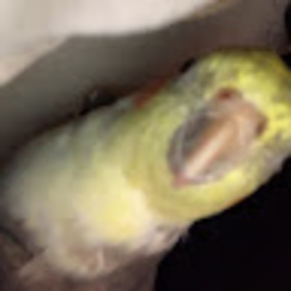 Meet your Posher, Gabriella - Picture 1 of 1